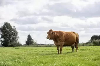 Limousin