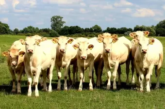 Blonde d’Aquitaine