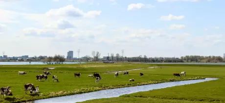 Beheerd grazen voor een duurzame vleesproductie