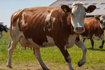 Fleckvieh-Montbeliarde