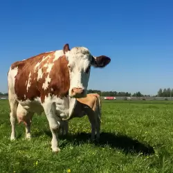 MRIJ