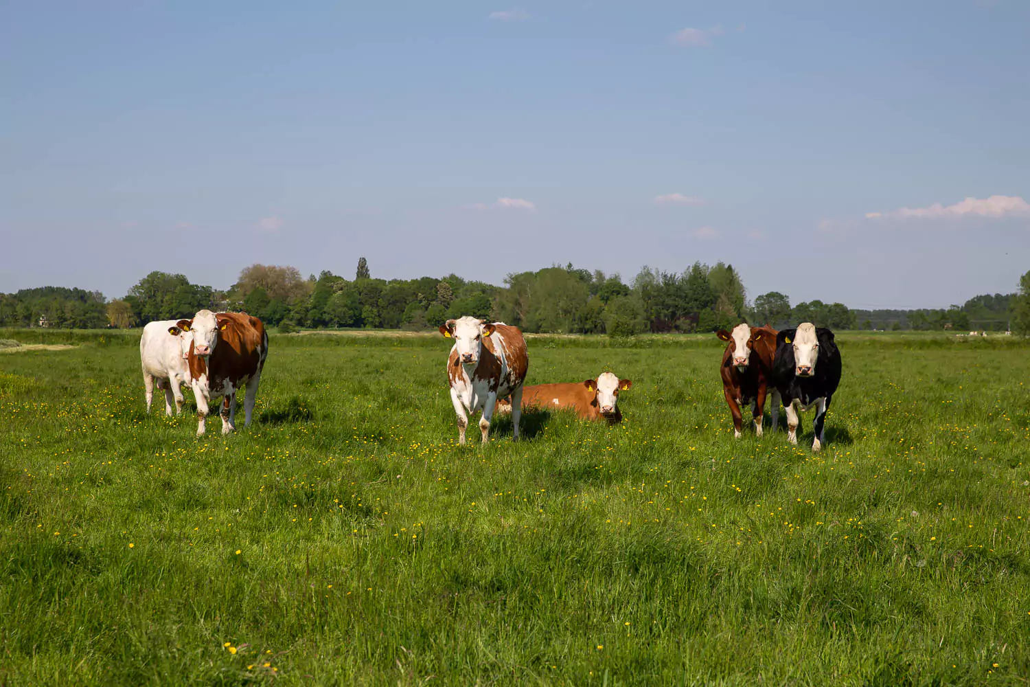 dilemma G Alice Koop een koe | Koopeenkoe.nl is nu Grutto.com | Grutto