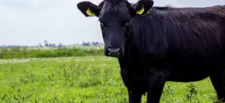 Wat is regeneratieve landbouw?