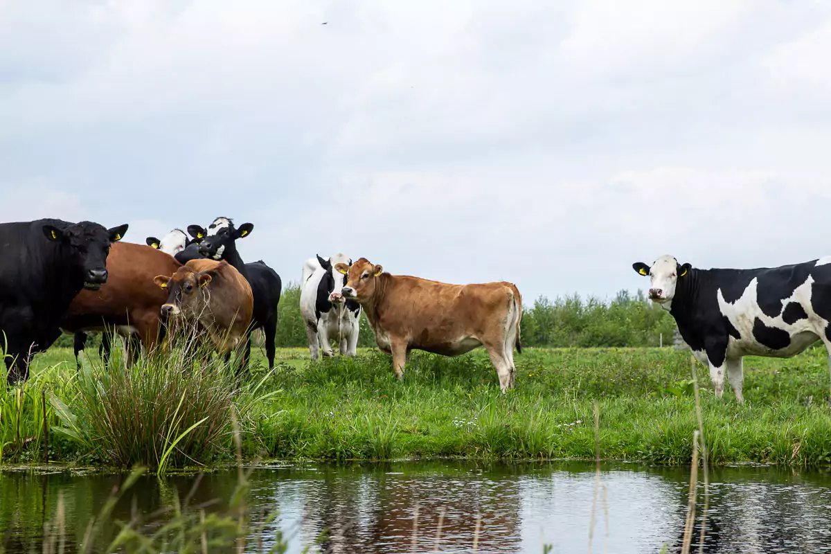 Biologisch vlees bestellen | Direct van de boer | Grutto Biologisch Vlees Bestellen | Direct Van De Boer | Grutto