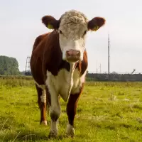 Willem van der Wagen en Pier Prins