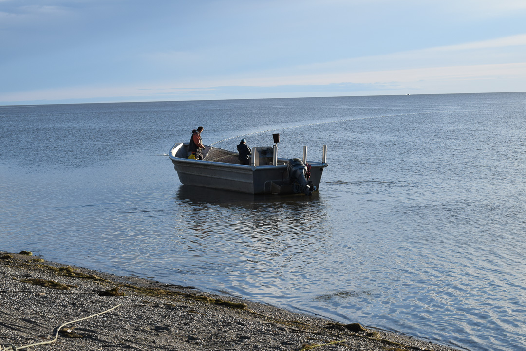 Visserij Kotzebue Duurzame visvangst Grutto