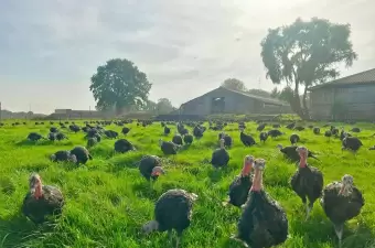 Caringa Light Bronze