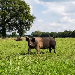 Biologische varkens