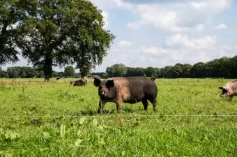 Biologische varkens
