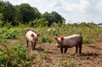 4 Jaargetijden Varken