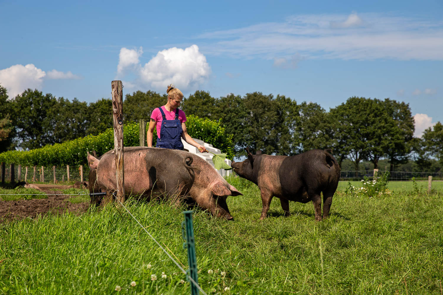 twee varkens met boerin Nieske