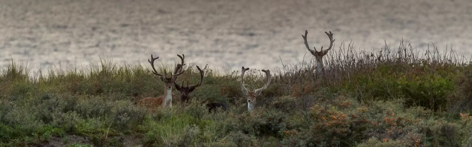 Amsterdamse Waterleidingduinen
