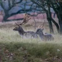 Amsterdamse Waterleidingduinen