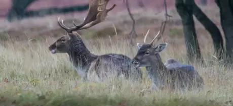 Amsterdamse Waterleidingduinen