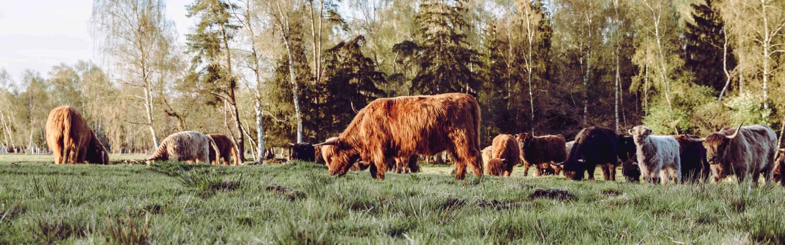 Staatsbosbeheer