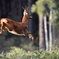 Het Hulsbeek