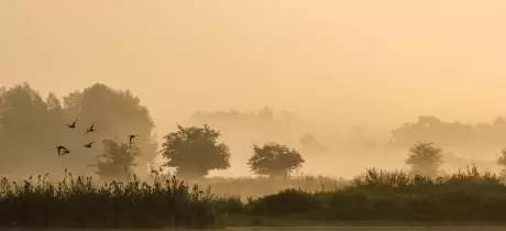Update Oostvaardersplassen Edelhert 2024