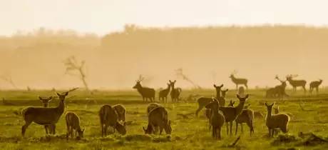 Oostvaardersplassen