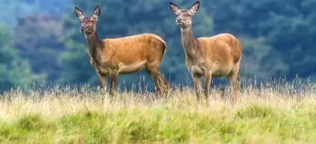 Nederlands wild: vlees met een kleine voetafdruk