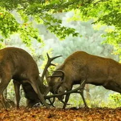 De Veluwe