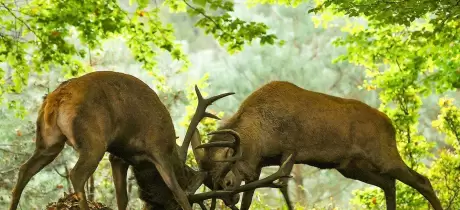 De Veluwe