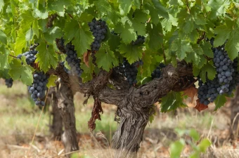 Grenache - Carignan - Syrah