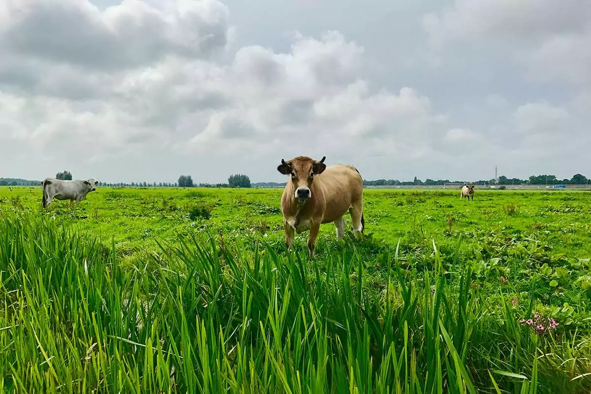 Vervagen strip Nodig uit Samen een koe kopen - duurzaam vlees van Grutto voor iedereen | Grutto