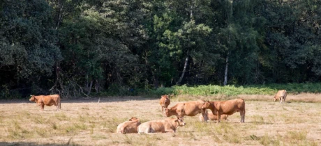 Wat is natuurvlees? En waarom het beter is voor jou én de aarde.