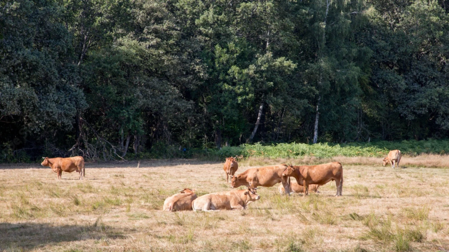 Wat is natuurvlees? En waarom het beter is voor jou én de aarde.