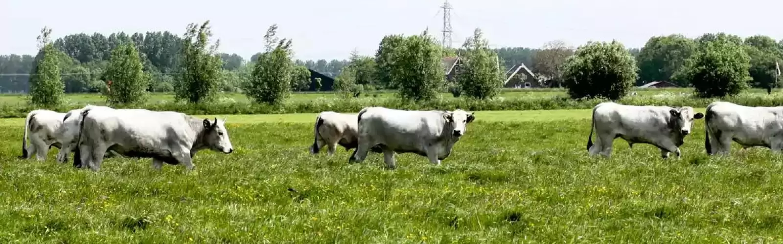 Biologische varkensboeren