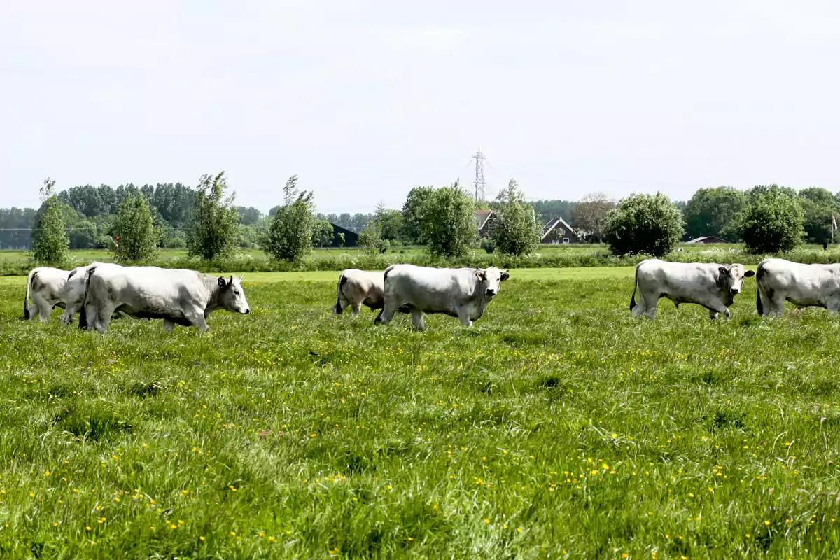 Nieuwe boeren | Grutto