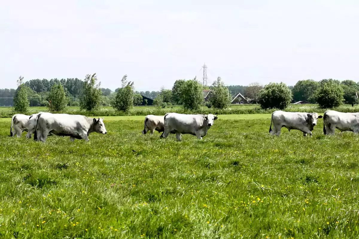Nieuwe boeren