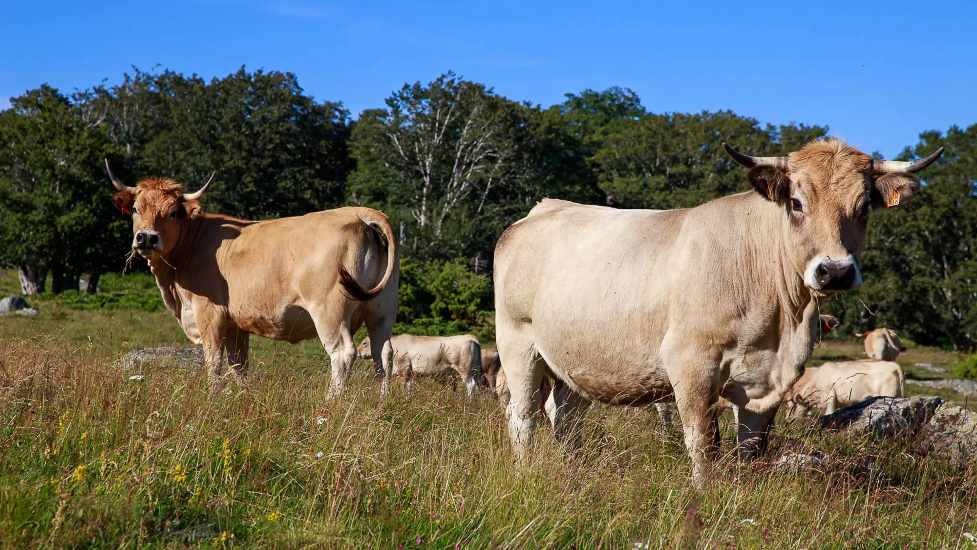 Nouvel Agriculteur